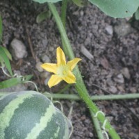 <i>Cucumis melo</i>  L.